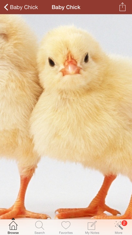 1,001 Chicken Breeds with Medical References