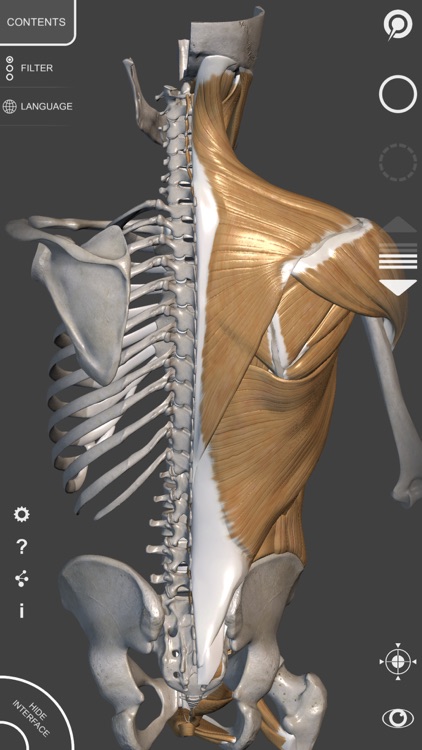 3D Anatomy for the Artist | v. 1.2 screenshot-4