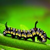 Caterpillar Wallpapers HD-Quotes and Art Pictures