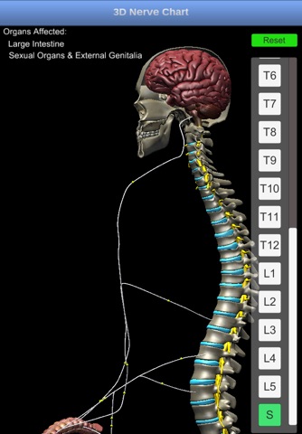 3D Nerve Chart screenshot 3