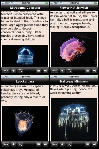Jellyfish Encyclopedia screenshot 2