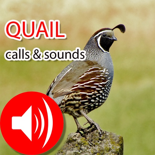 Quail Hunting Calls & sounds - Real icon