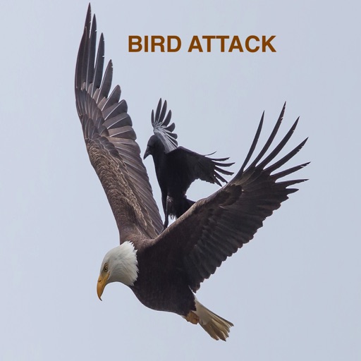 Bird Attack Crazy Icon