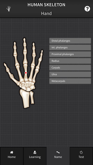 Human Skeleton: Bones for beginners(圖3)-速報App