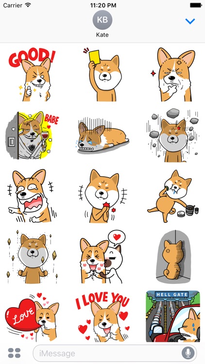 웰시코기 이광복 씨와 친구들(Welshcorgi Mr.LEE & Friends)