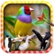 “Learn the Birds” is a free educational game for children