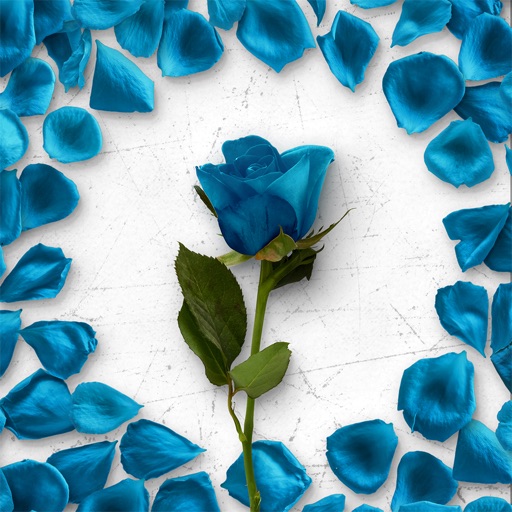 Flower Greetings Blue Roses icon