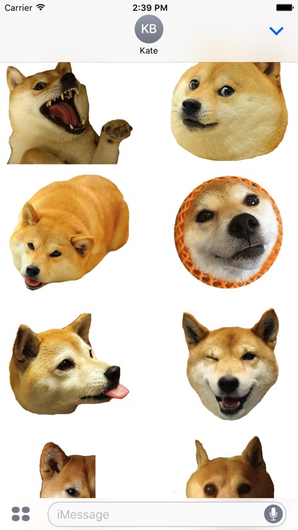 Shiba Dog's Head