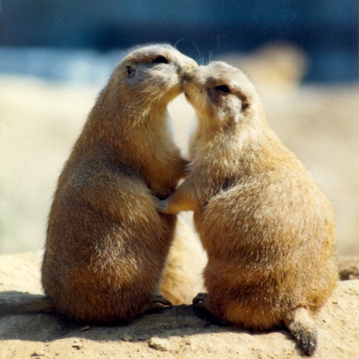Animals Kissing Wallpapers HD- Quotes and Art icon