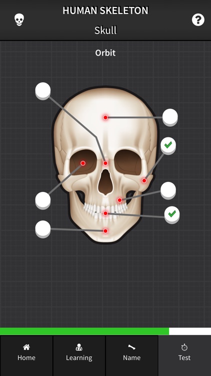Human Skeleton: Bones for beginners screenshot-3