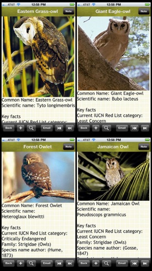 Owls Encyclopedia Plus+