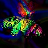 Rainbow Butterflies Wallpapers HD-Art Pictures