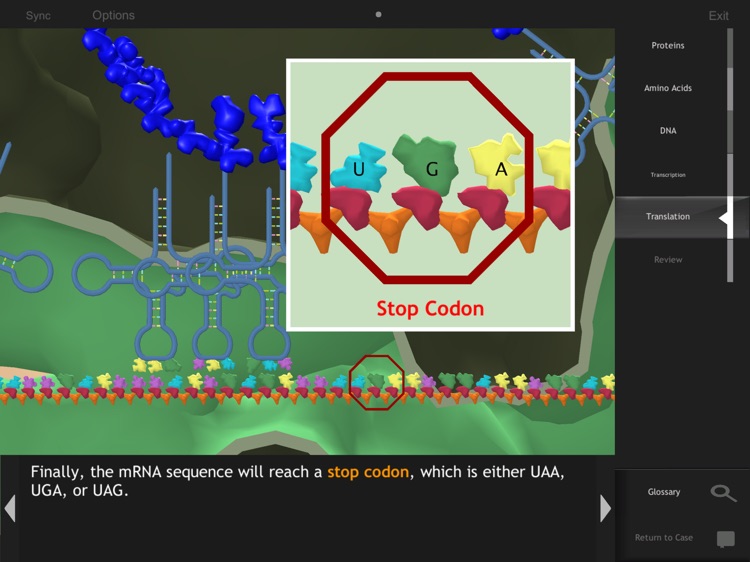 IC Protein Synthesis