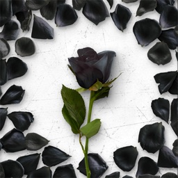 Flower Greetings Black Roses