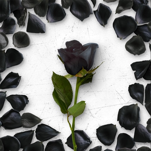 Flower Greetings Black Roses by Vievace LLC