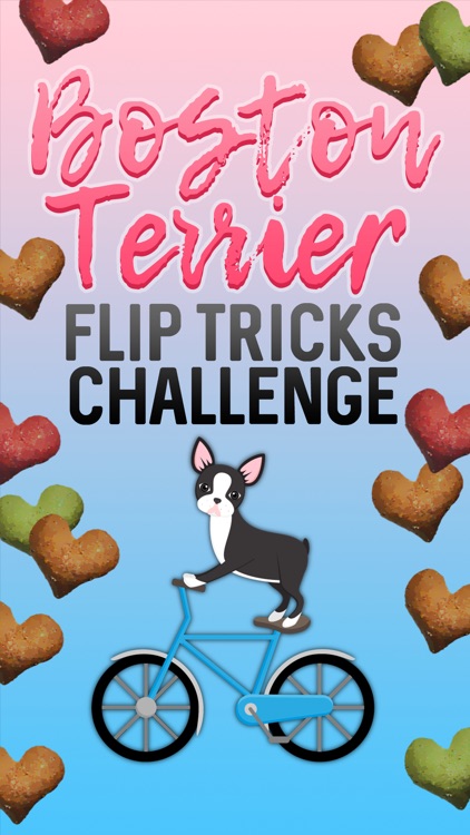 Boston Terrier Flip Tricks Challenge