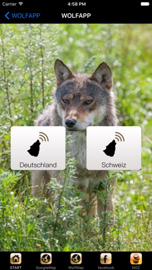 WolfApp(圖3)-速報App