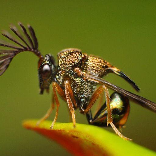 Insects - Collection