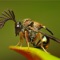 Insects - Collection is a great database with insects photos and detailed info