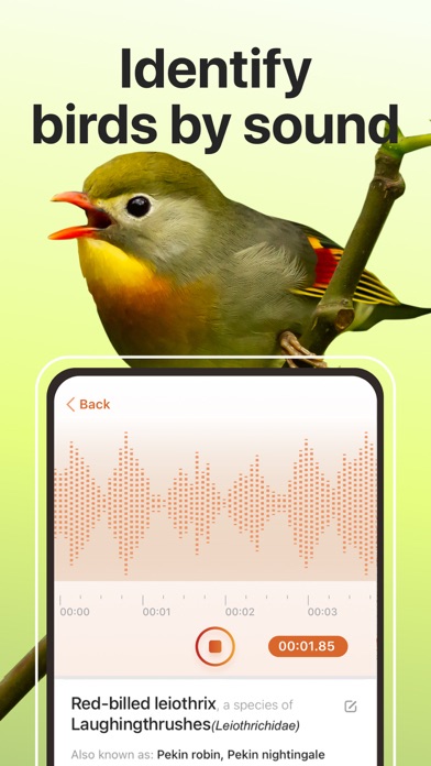 Picture Bird: Birds Identifier
