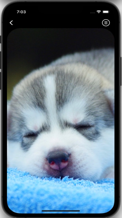 Husky Wallpapers HD Pro screenshot-6