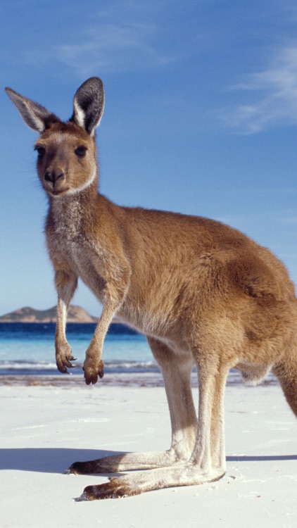 Australia Backgrounds screenshot-5