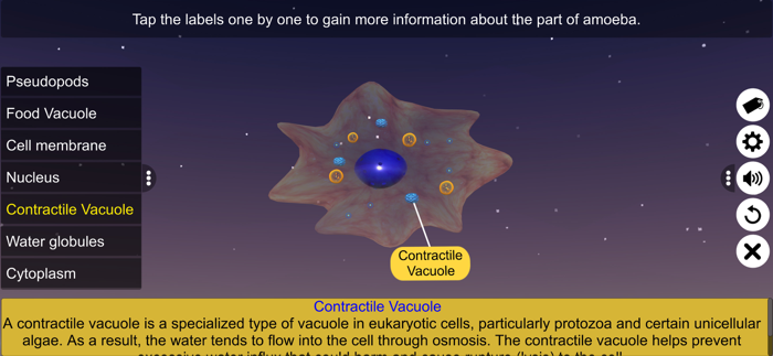 Binary fission in Amoeba