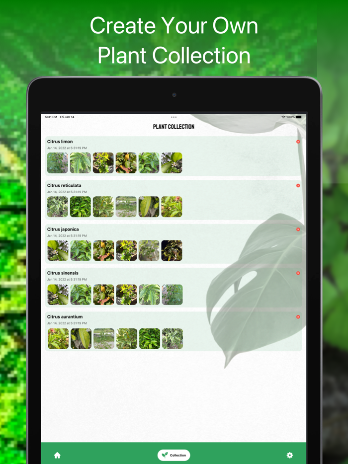 Australian Plant Identifier AI