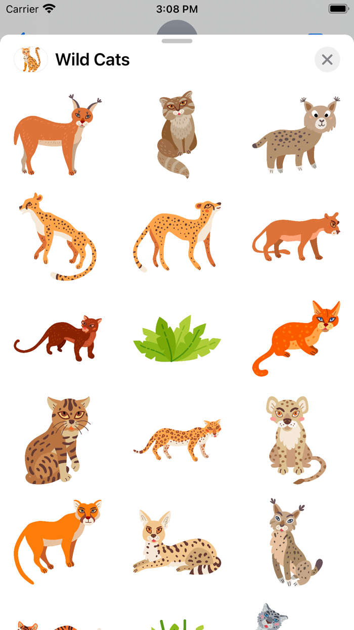 Wild Cats, Tigers and Lions