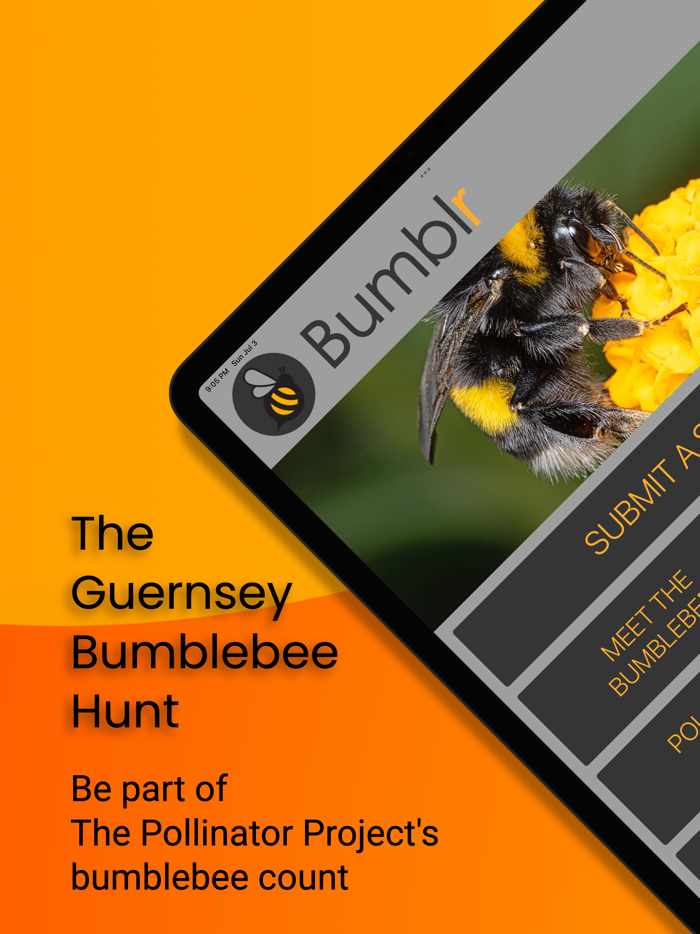 Bumblr - Guernsey Bumblebees