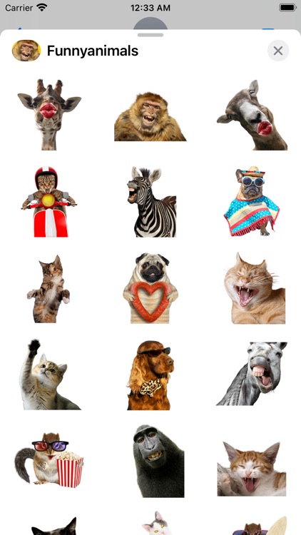 Funniest Animal Expressions