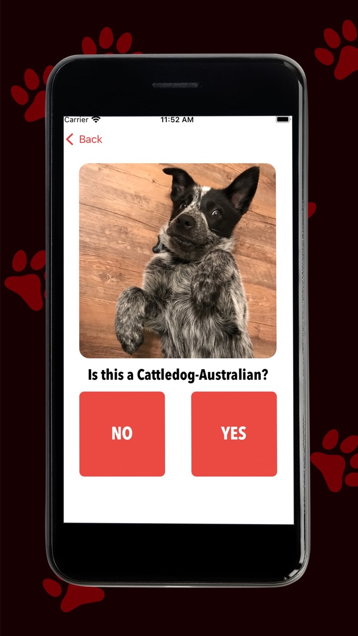 Red Dog - Play and Train