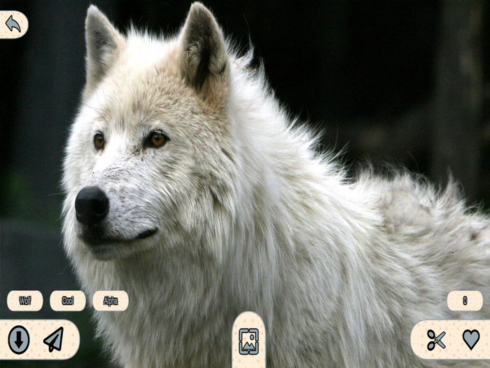 Animal Wallpapers 4K