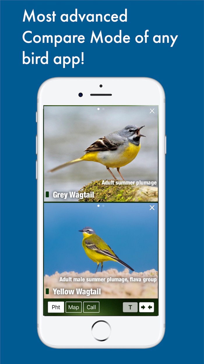 BIRD SONGS Europe North Africa