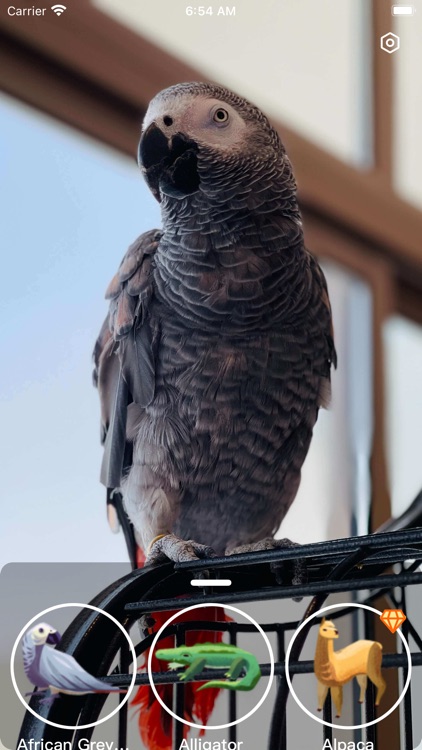 Animal forest sounds