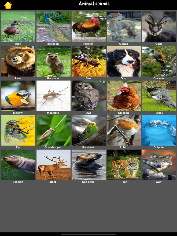 Cat Sounds  Meow Talk