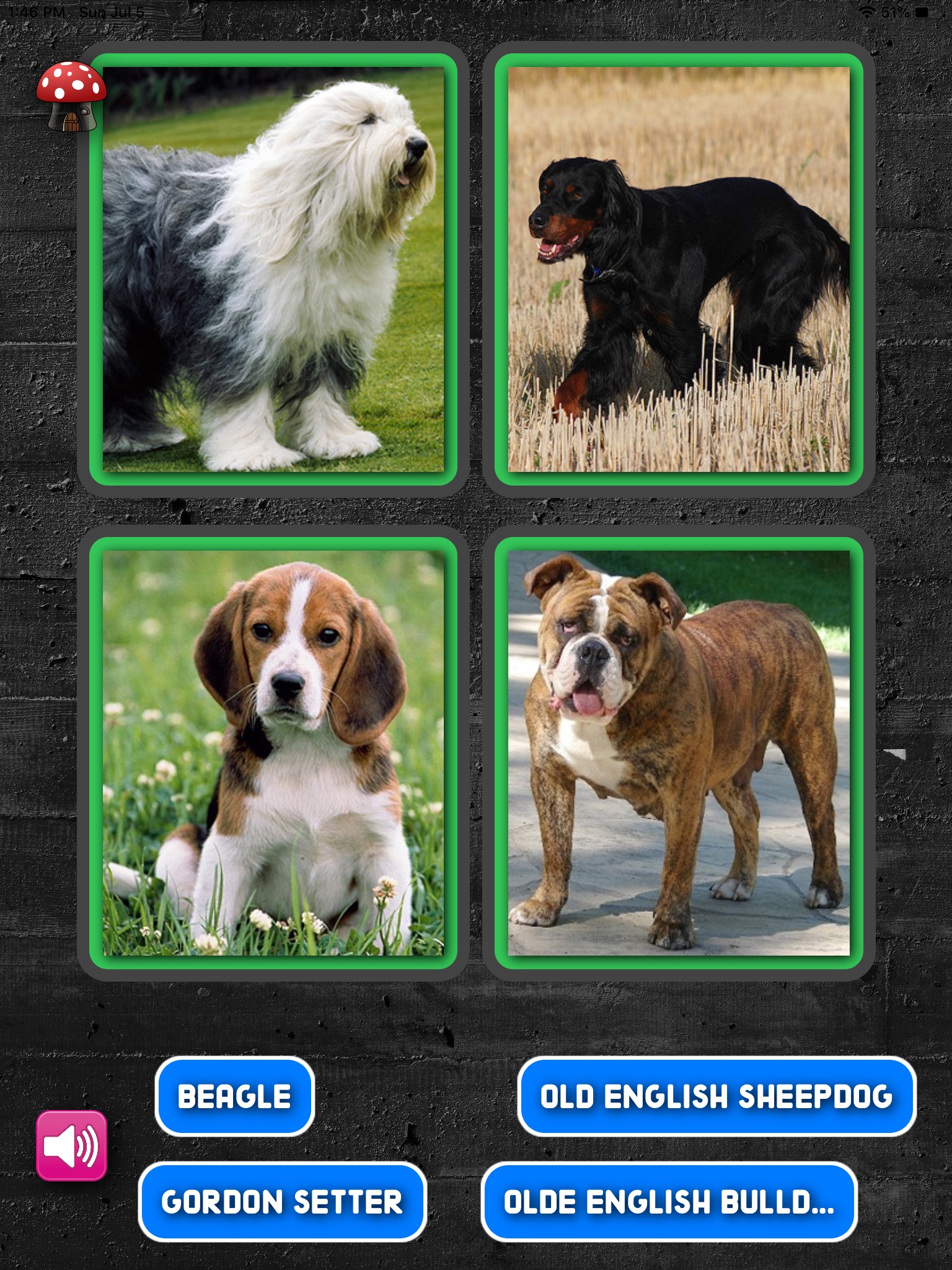 A Dogs Breed Quiz screenshot 4