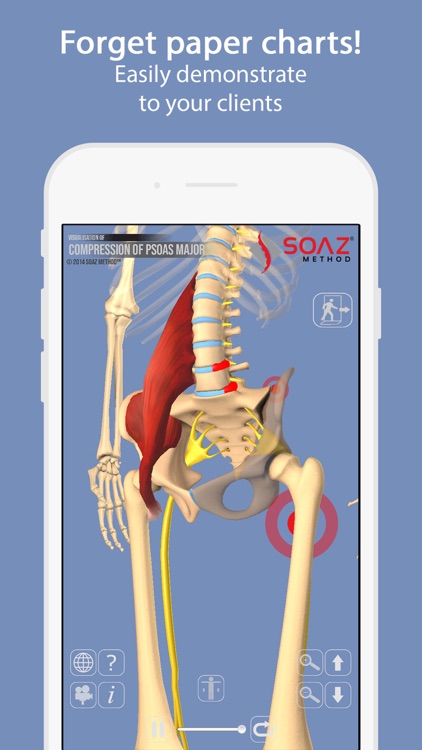 Psoas 3D Interactive Model