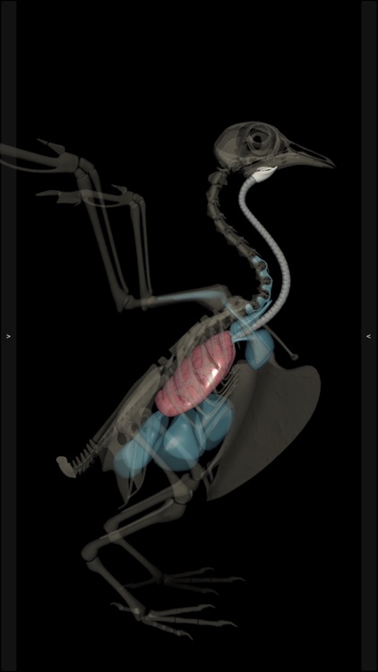 3D Bird Anatomy screenshot-6