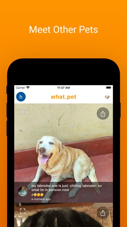 What.pet - Cats & Dogs AI App screenshot-5