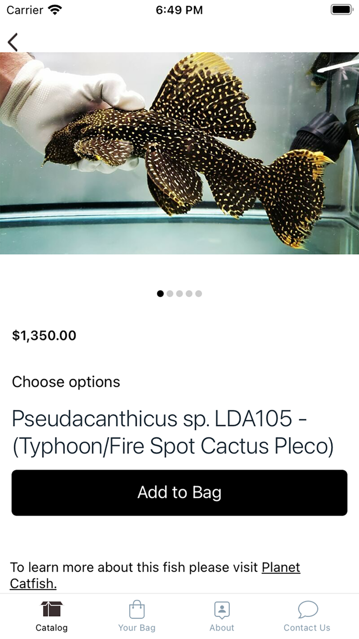 Jasons Plecos  Cichlids LLC