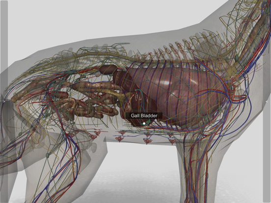 3D Canine Anatomy 3D Canine Anatomy