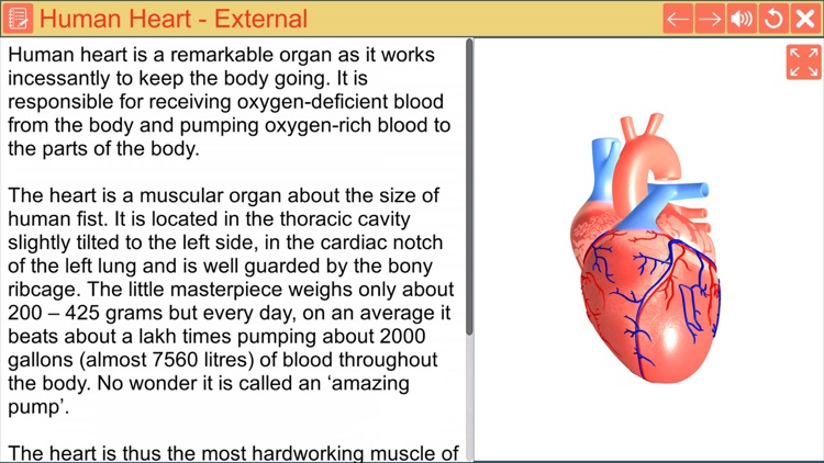 Cardiac pacemaker