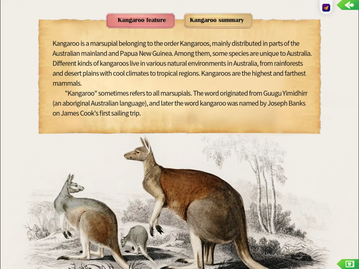 KangarooAppreciation