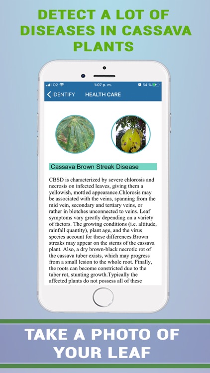 Cassava Plant Disease Identify screenshot-4