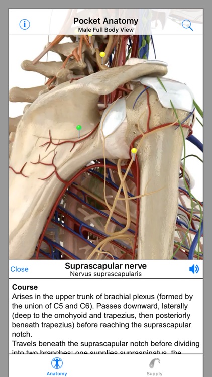 Pocket Anatomy