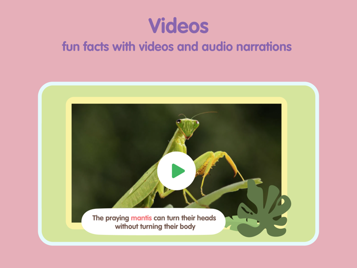 Insects and Bugs for kids