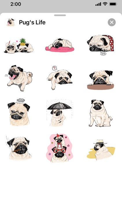 Pug's Life screenshot-5