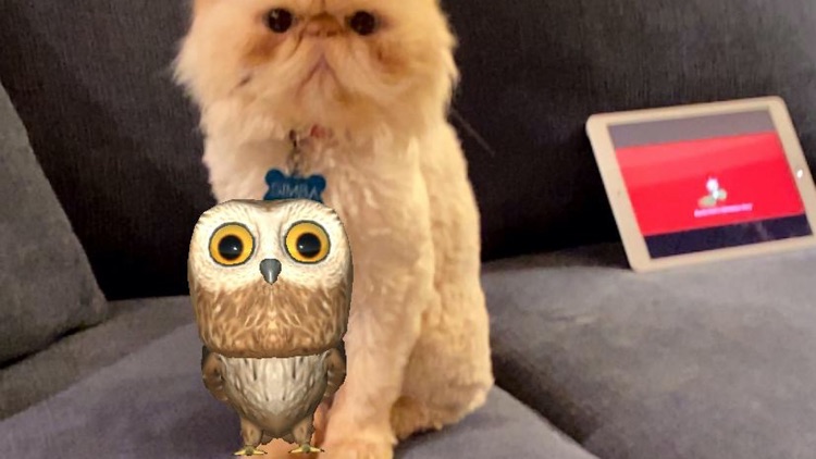 Rocky Owl AR screenshot-5