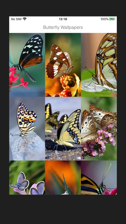 HD Wallpapers for Butterfly